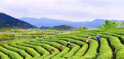 今春第1口鲜!海曙区第5届开茶节启动