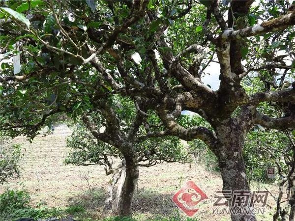 总面积76850亩 年产茶叶6180吨！云南这片茶园被认定为世界最大