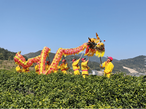 今春第1口鲜!海曙区第5届开茶节启动