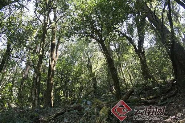 总面积76850亩 年产茶叶6180吨！云南这片茶园被认定为世界最大
