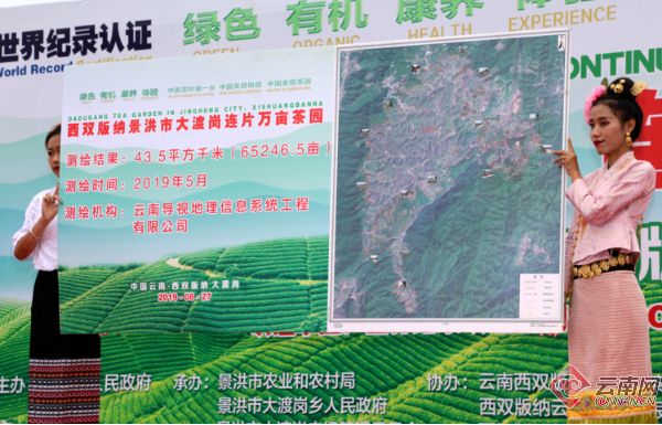 总面积76850亩 年产茶叶6180吨！云南这片茶园被认定为世界最大