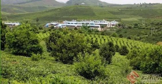 总面积76850亩 年产茶叶6180吨！云南这片茶园被认定为世界最大