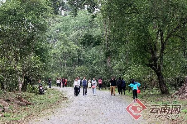 总面积76850亩 年产茶叶6180吨！云南这片茶园被认定为世界最大