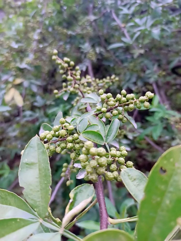 邀您一起游鲁甸梭山