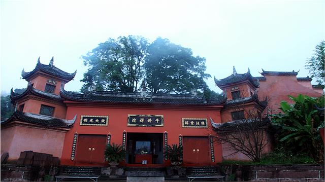 赶在春天,喝杯川茶!