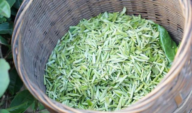 赶在春天,喝杯川茶!