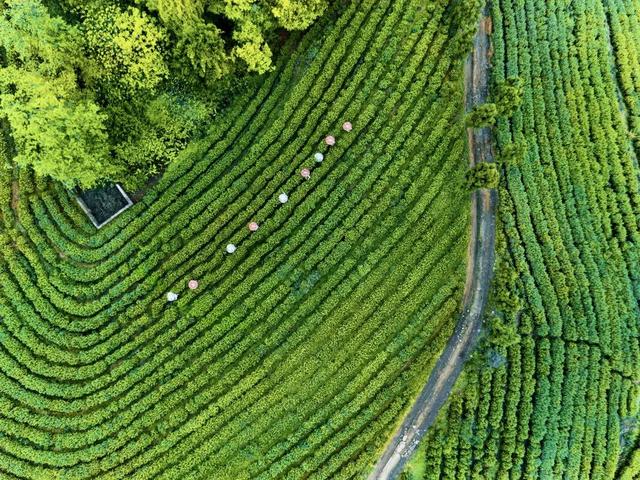 赶在春天,喝杯川茶!