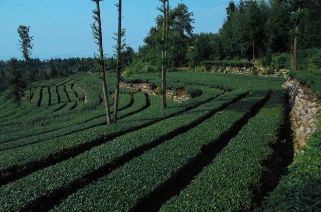 赶在春天,喝杯川茶!