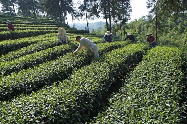 赶在春天,喝杯川茶!