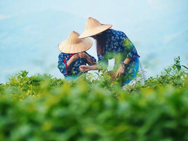 赶在春天,喝杯川茶!