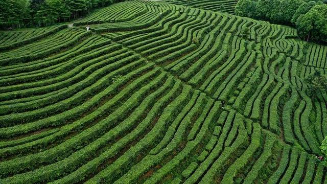 赶在春天,喝杯川茶!