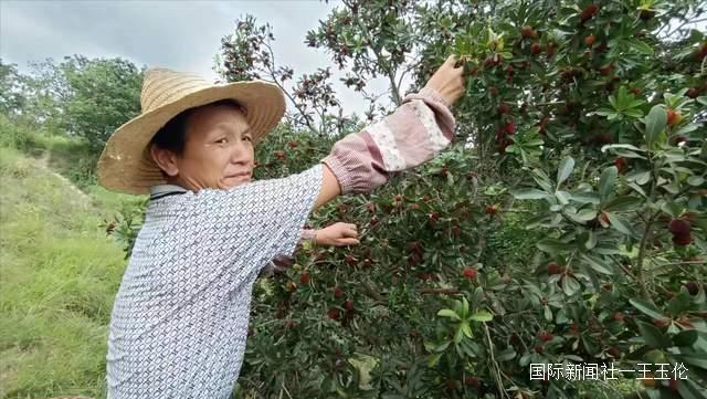 贵州省杨梅总产量可达10万吨以上，品质越来越高