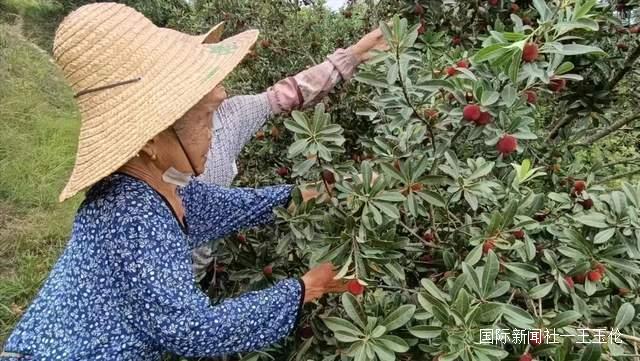 贵州省杨梅总产量可达10万吨以上，品质越来越高
