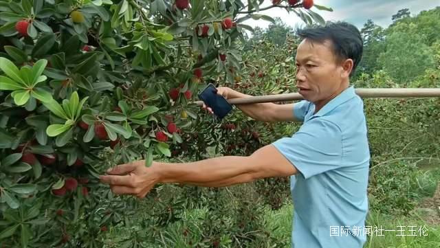 贵州省杨梅总产量可达10万吨以上，品质越来越高