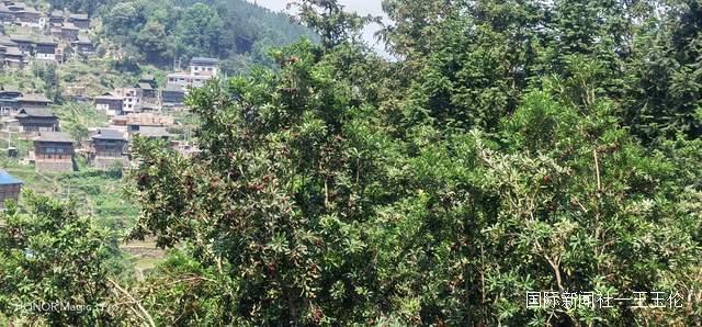 贵州省杨梅总产量可达10万吨以上，品质越来越高