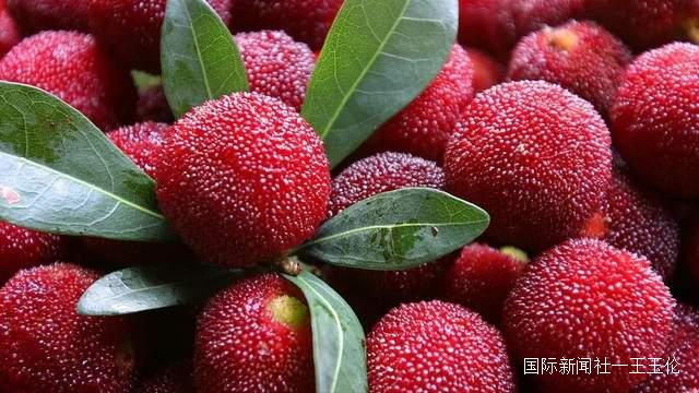 贵州省杨梅总产量可达10万吨以上，品质越来越高