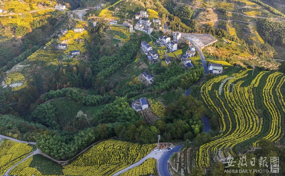 安徽歙县：大地“流金” 菊花飘香