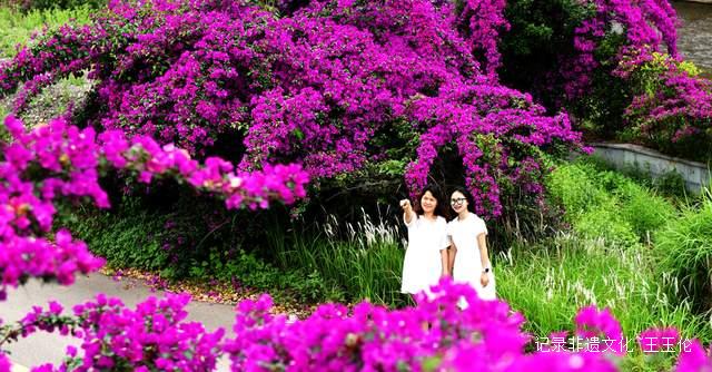 六盘水米箩镇倮么村:三角梅绽放,绘就乡村美丽新画卷