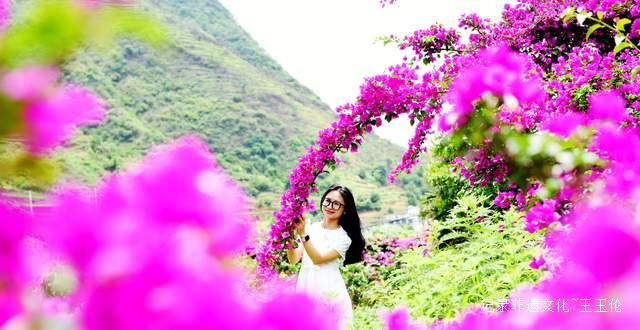六盘水米箩镇倮么村:三角梅绽放,绘就乡村美丽新画卷