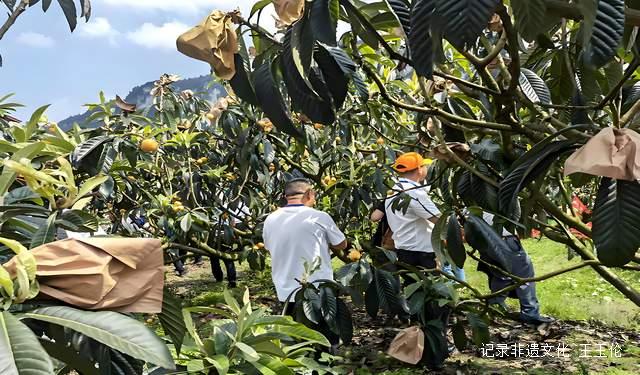 古法养生新选择！贵州蒸耀带你体验清代宫廷人参枇杷膏