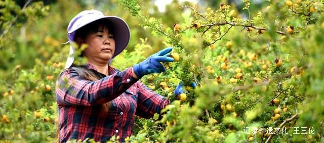 贵州省六盘水市水城区刺梨丰收“甜”满枝头鲜果收购正式启动