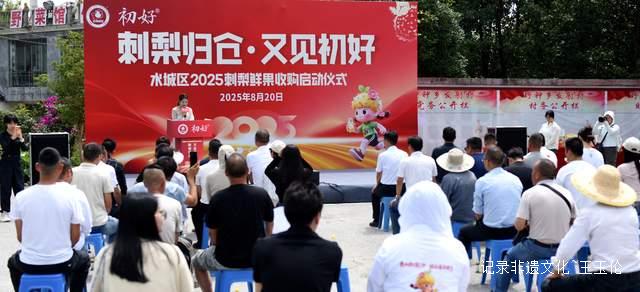 贵州省六盘水市水城区刺梨丰收“甜”满枝头鲜果收购正式启动