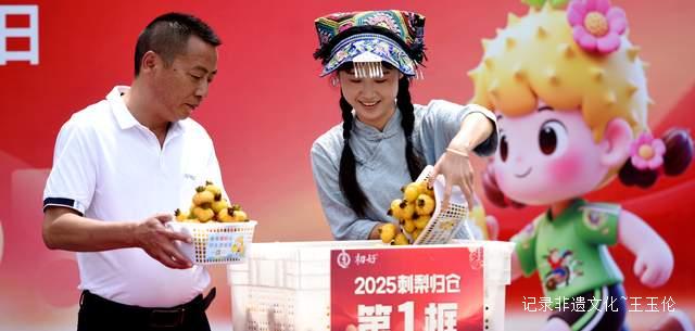 贵州省六盘水市水城区刺梨丰收“甜”满枝头鲜果收购正式启动