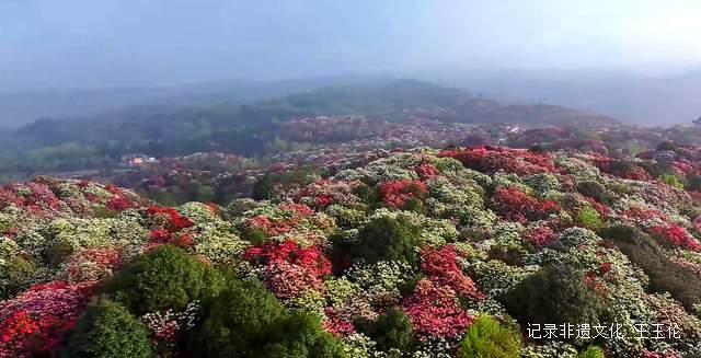 山海之间：一个游子眼中的百里杜鹃转型之路