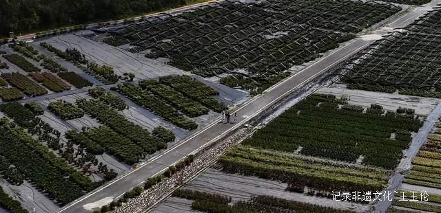 山海之间：一个游子眼中的百里杜鹃转型之路