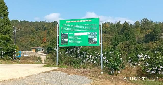 品金沙橙红，赏山谷秋色，恒丰果蔬用丰收描绘乡村振兴画卷