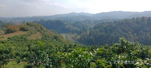 品金沙橙红,赏山谷秋色,恒丰果蔬用丰收描绘乡村振兴画卷