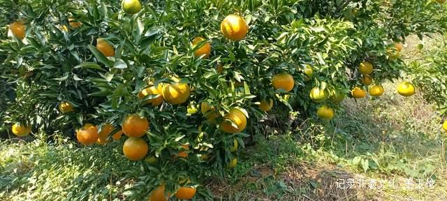 品金沙橙红，赏山谷秋色，恒丰果蔬用丰收描绘乡村振兴画卷