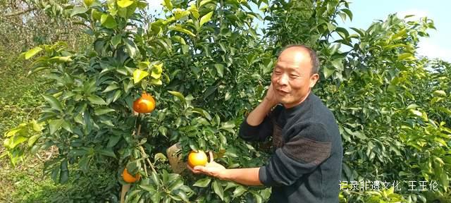 品金沙橙红，赏山谷秋色，恒丰果蔬用丰收描绘乡村振兴画卷