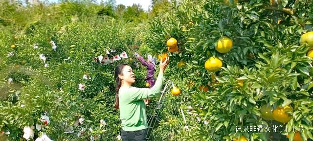 品金沙橙红，赏山谷秋色，恒丰果蔬用丰收描绘乡村振兴画卷