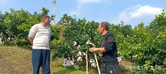 品金沙橙红，赏山谷秋色，恒丰果蔬用丰收描绘乡村振兴画卷