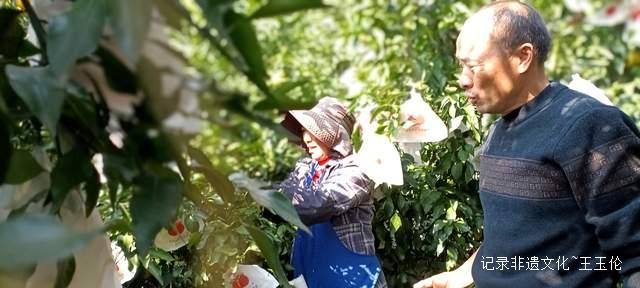 品金沙橙红，赏山谷秋色，恒丰果蔬用丰收描绘乡村振兴画卷