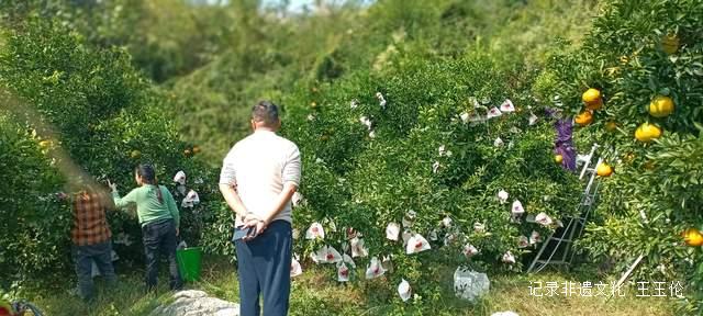 品金沙橙红，赏山谷秋色，恒丰果蔬用丰收描绘乡村振兴画卷