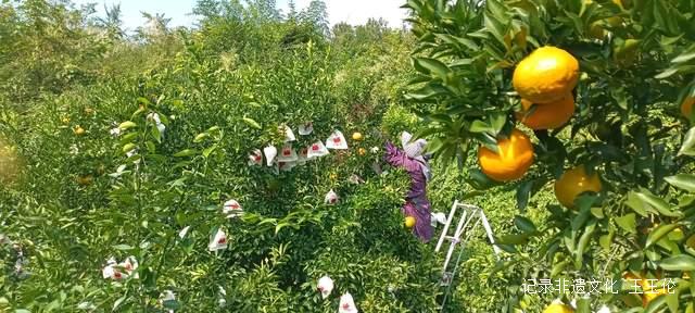 品金沙橙红，赏山谷秋色，恒丰果蔬用丰收描绘乡村振兴画卷