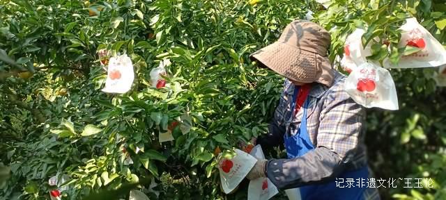 品金沙橙红，赏山谷秋色，恒丰果蔬用丰收描绘乡村振兴画卷