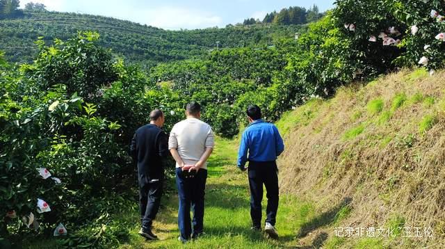 品金沙橙红，赏山谷秋色，恒丰果蔬用丰收描绘乡村振兴画卷