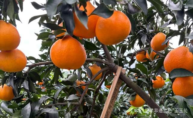 乌江畔的甜蜜—— 金沙县恒丰果蔬专业合作社果园