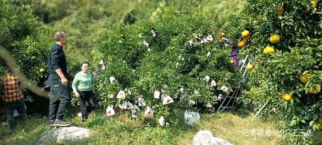 乌江畔的甜蜜—— 金沙县恒丰果蔬专业合作社果园