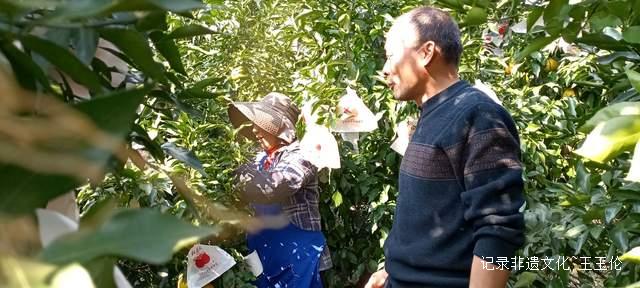 乌江畔的甜蜜—— 金沙县恒丰果蔬专业合作社果园