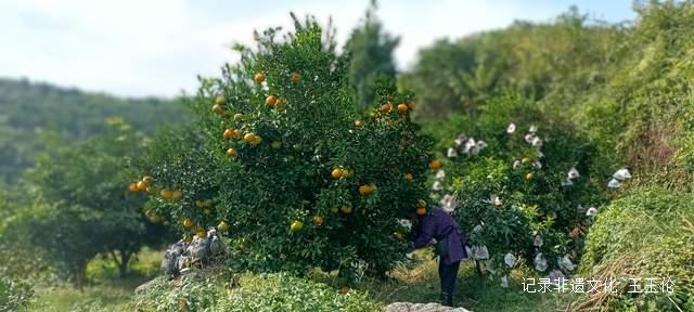 乌江畔的甜蜜—— 金沙县恒丰果蔬专业合作社果园