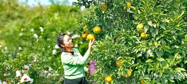 乌江畔的甜蜜—— 金沙县恒丰果蔬专业合作社果园