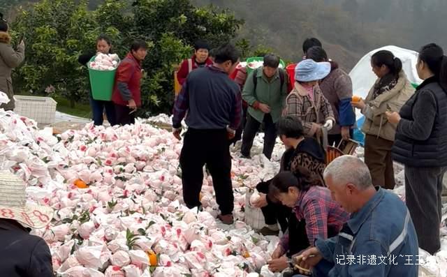 乌江畔的甜蜜—— 金沙县恒丰果蔬专业合作社果园