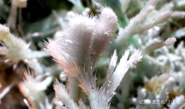 大地之花：一位农民与亿万年的蓝色奇缘