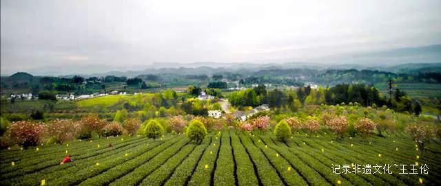 茶香漫道是长征——记“龙泉剑茗”之父刘长征