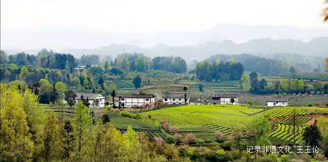 茶香漫道是长征——记“龙泉剑茗”之父刘长征