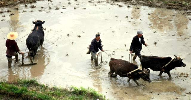 春风送暖启秧门，千年农韵绘新篇——2026年加榜梯田开秧门活动全景纪实